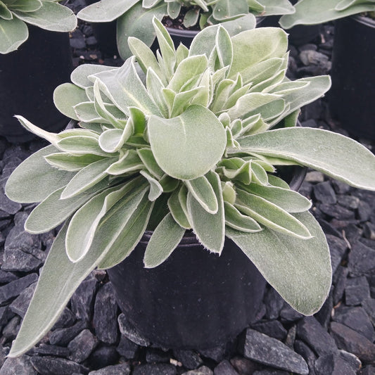 Lychnis coronaria Blood Red 1G