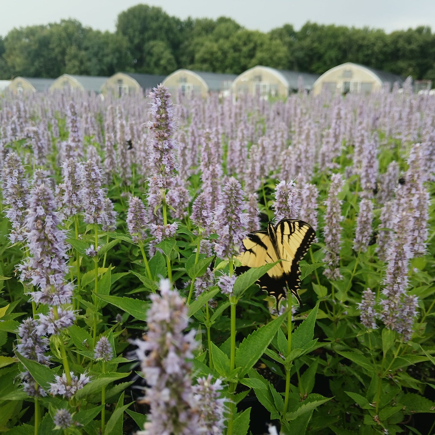 Agastache x Blue Fortune 1G