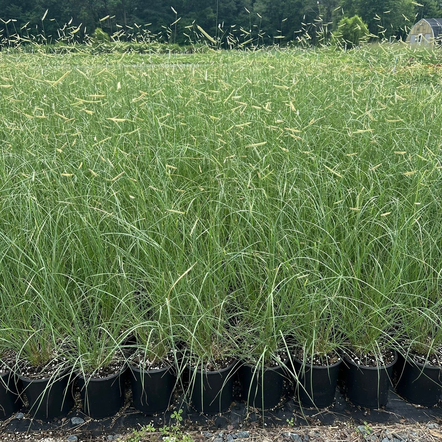 Bouteloua gracilis Blonde Ambition 1G