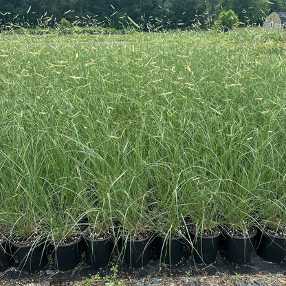 Bouteloua gracilis Blonde Ambition 1G
