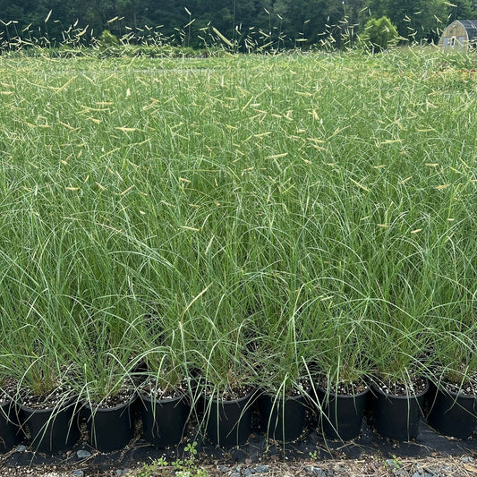Bouteloua gracilis Blonde Ambition 1G