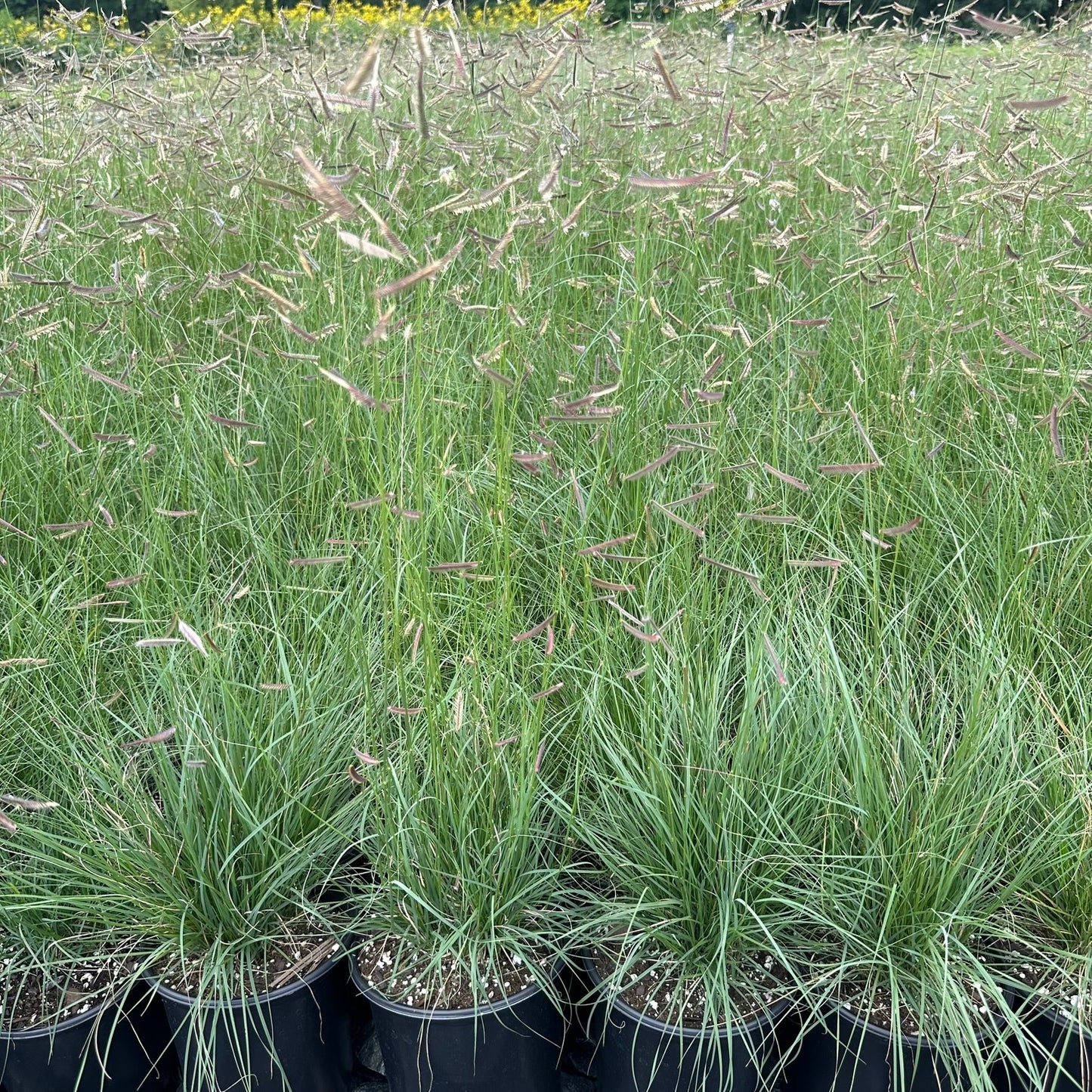 Bouteloua gracilis 1Q