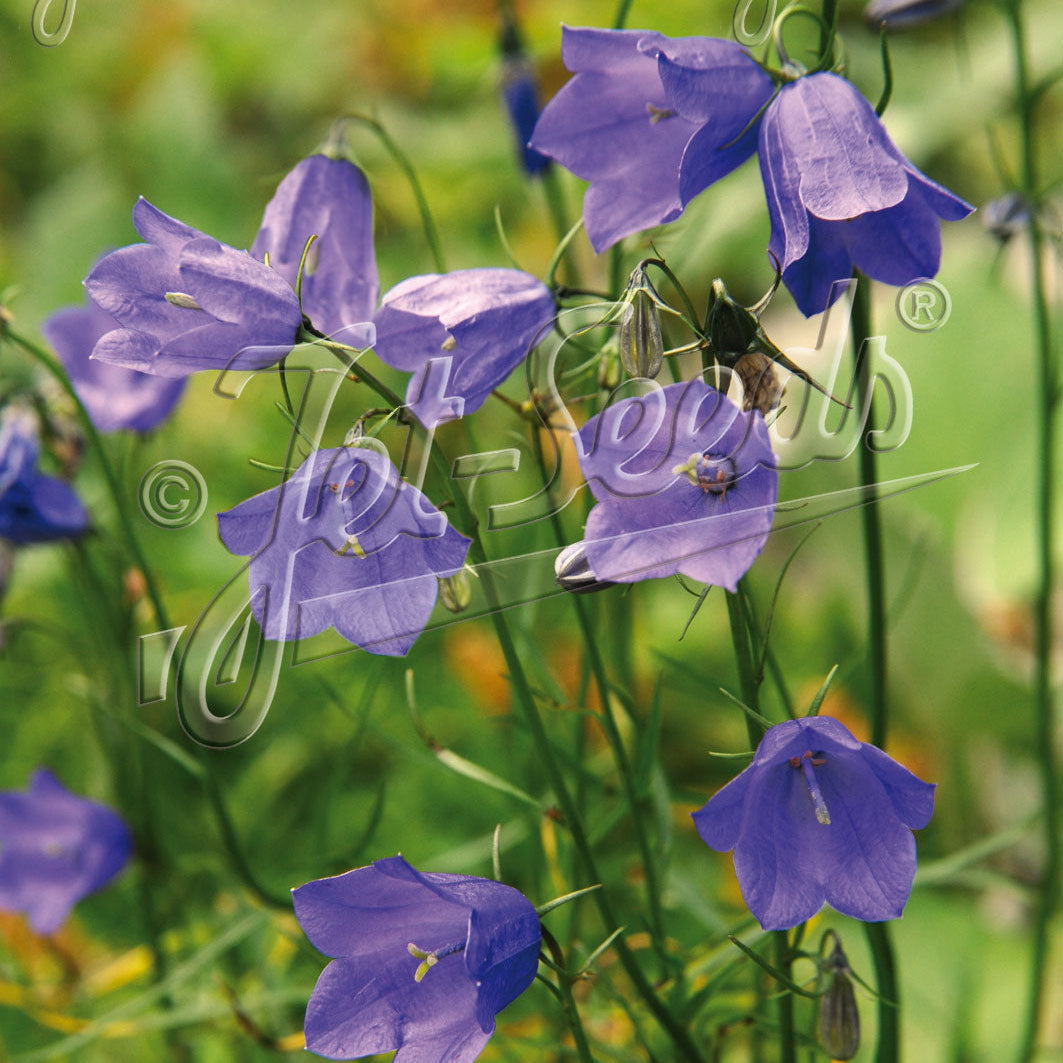 Campanula Thumbell Violet Blue 1Q