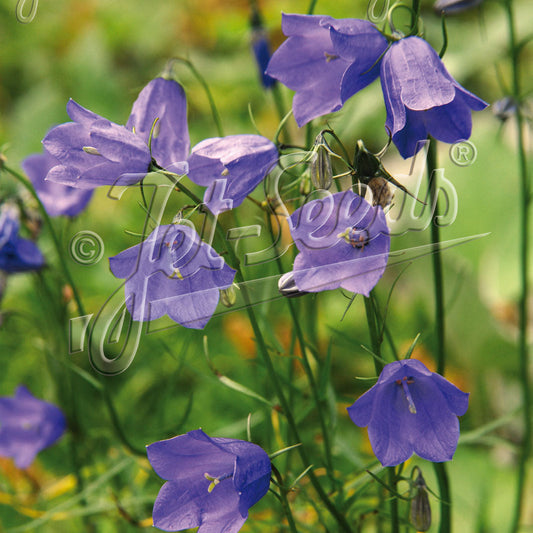 Campanula Thumbell Violet Blue 1Q