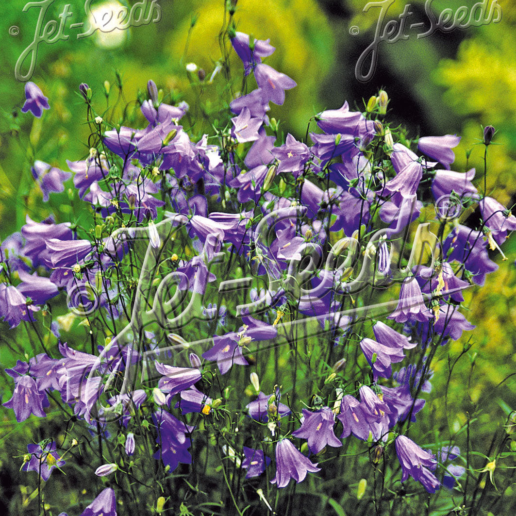 Campanula rotundifolia 1Q