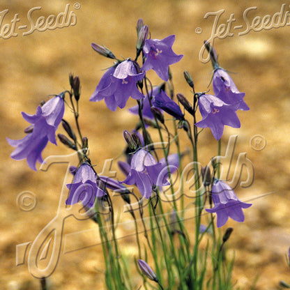 Campanula rotundifolia 1Q