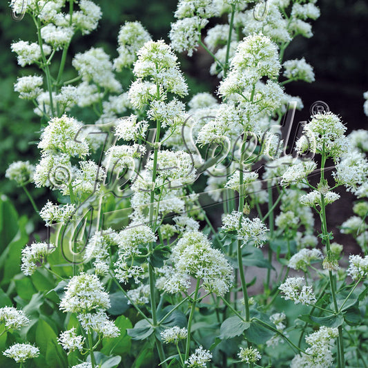 Centranthus ruber Snow Cloud 1Q