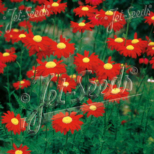 Tanacetum coccineum Robinsons Crimson Giant 1G