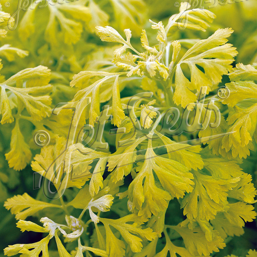Tanacetum parthenium Golden Moss 1Q