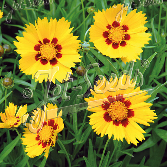 Coreopsis grandiflora Heliot 1Q