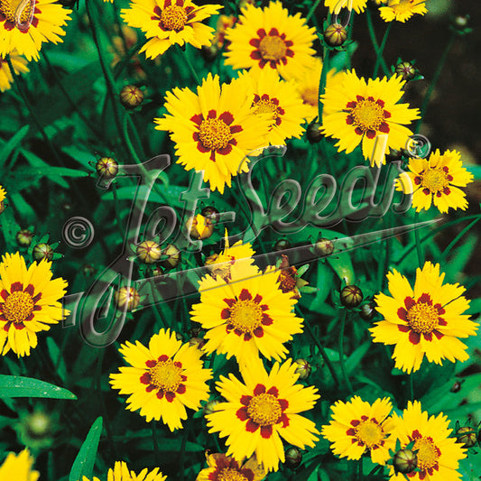 Coreopsis lanceolata Sterntaler 1Q