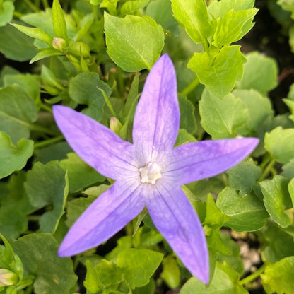 Campanula poscharskyana Blue Waterfall 1G