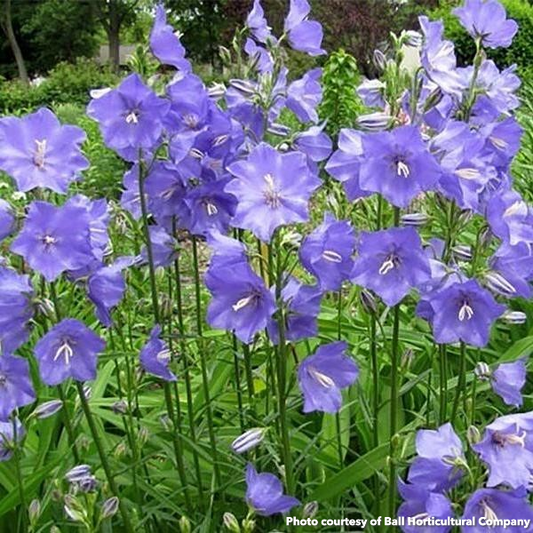 Campanula persicifolia Blue 1Q