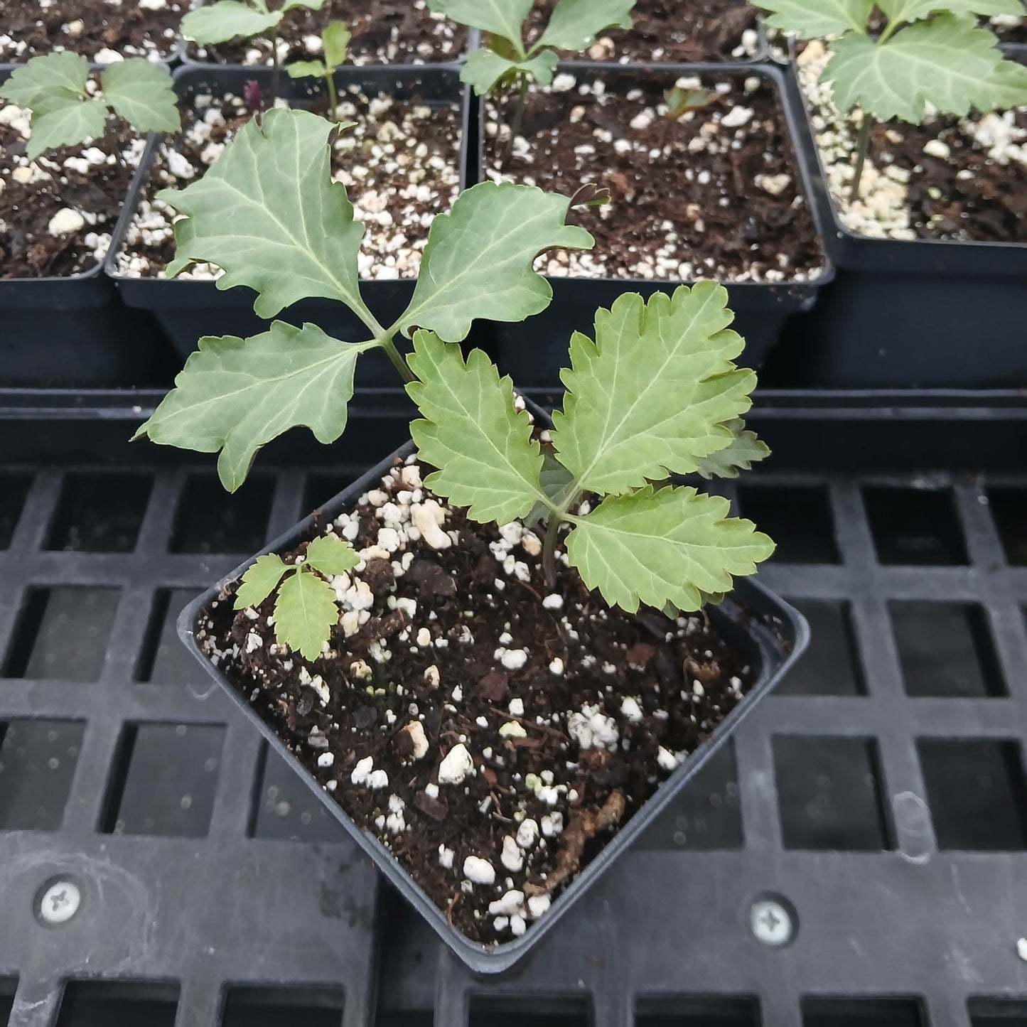 Cardamine maxima 3.25"