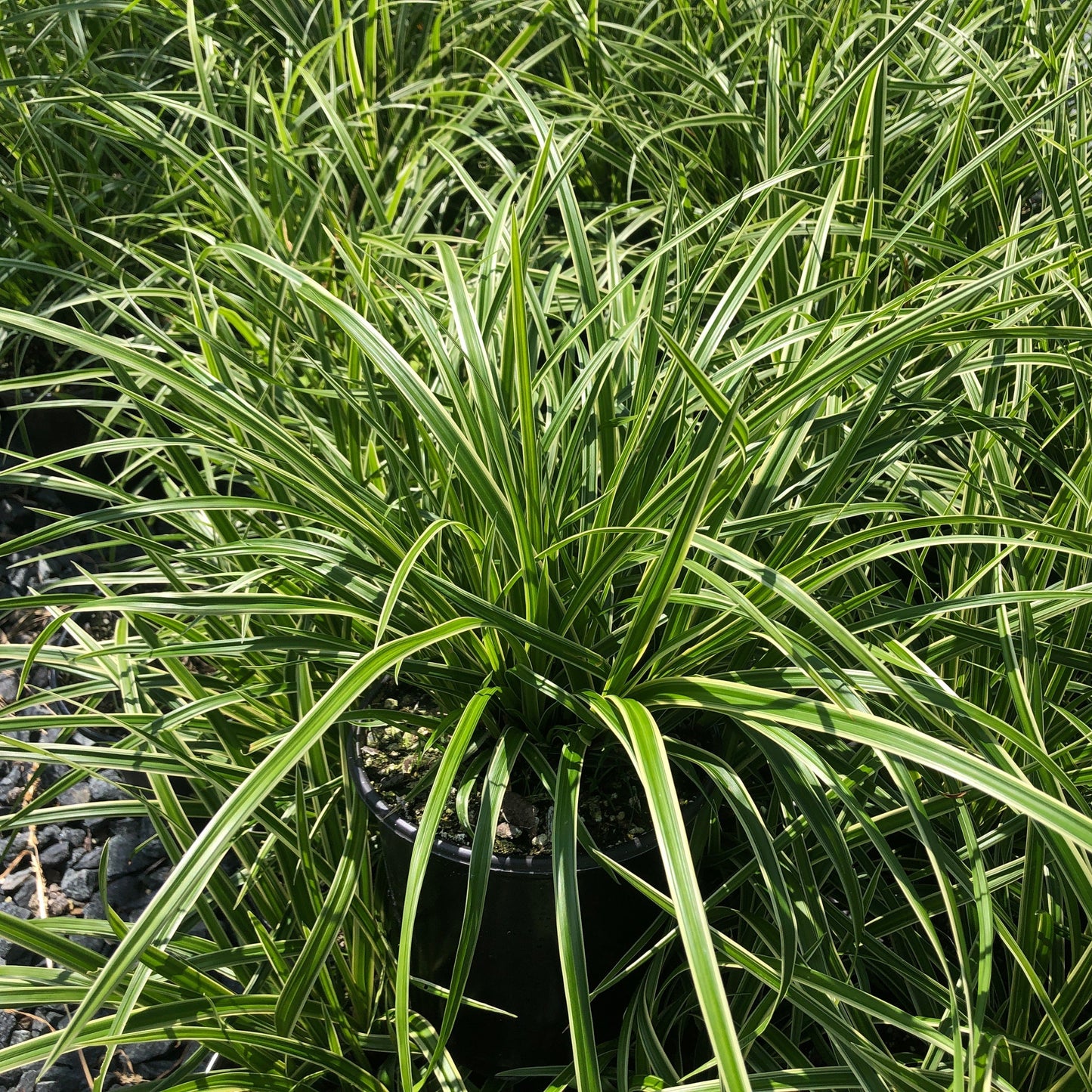 Carex morrowii Ice Dance 1G