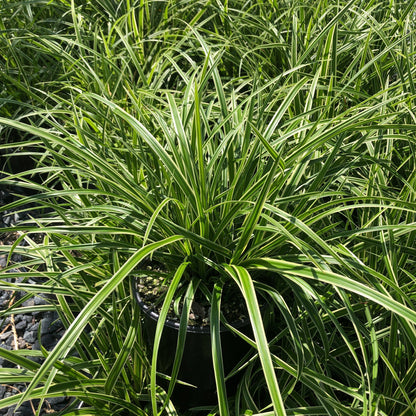 Carex morrowii Ice Dance 1G