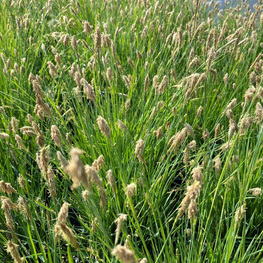 Carex woodii 1G