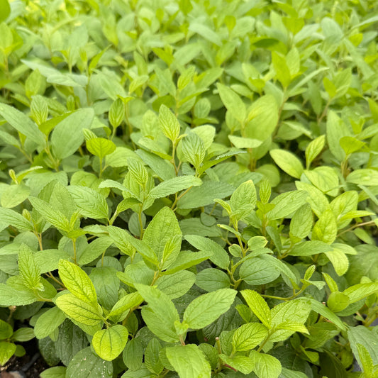 Ceanothus americanus 1G