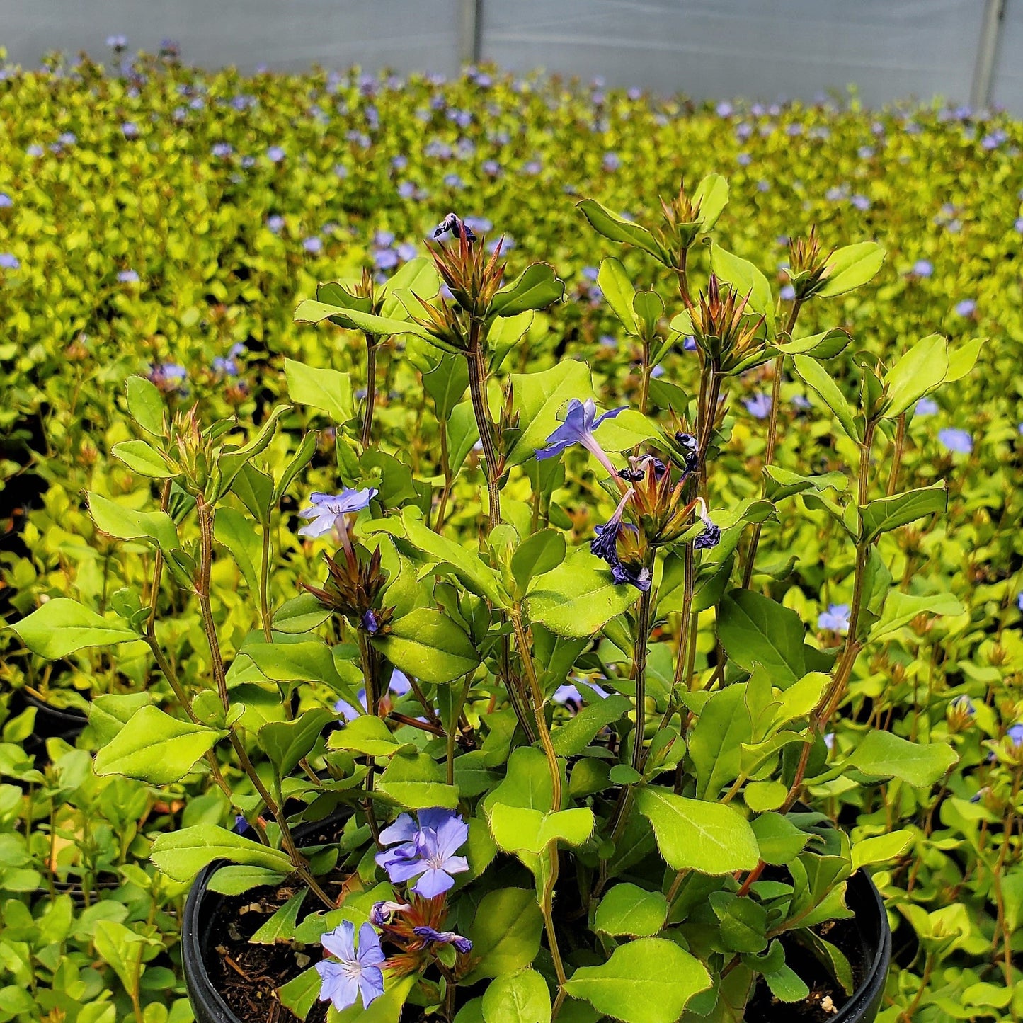 Ceratostigma plumbaginoides 1Q