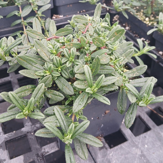 Helianthemum nummularium Cerise Queen 1Q