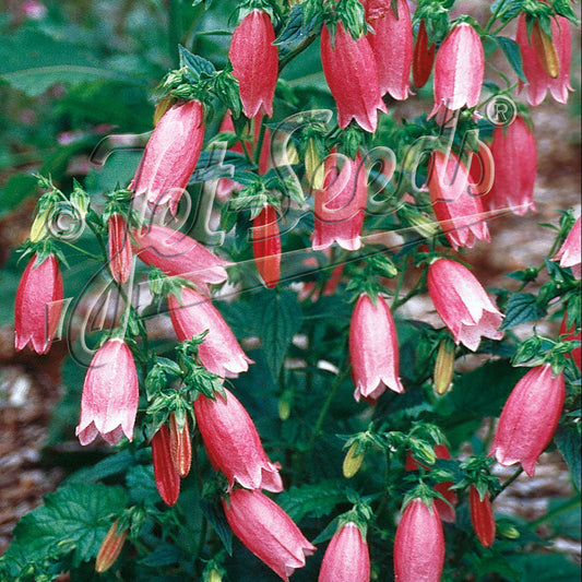 Campanula punctata f. rubriflora 1Q