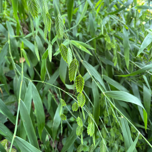 Chasmanthium latifolium 1G