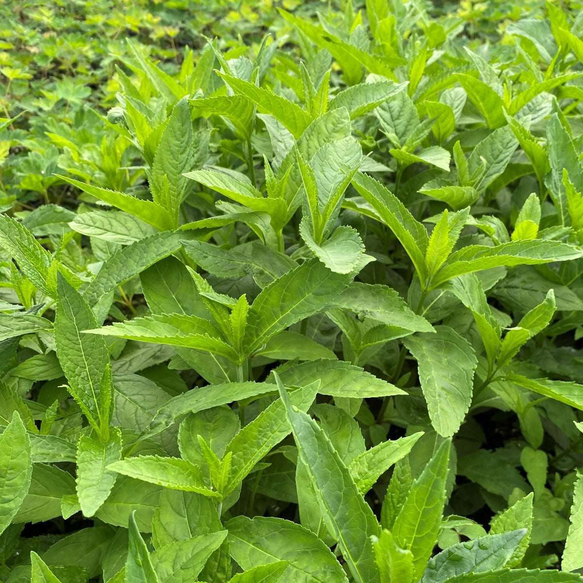 Chelone obliqua Alba 1G