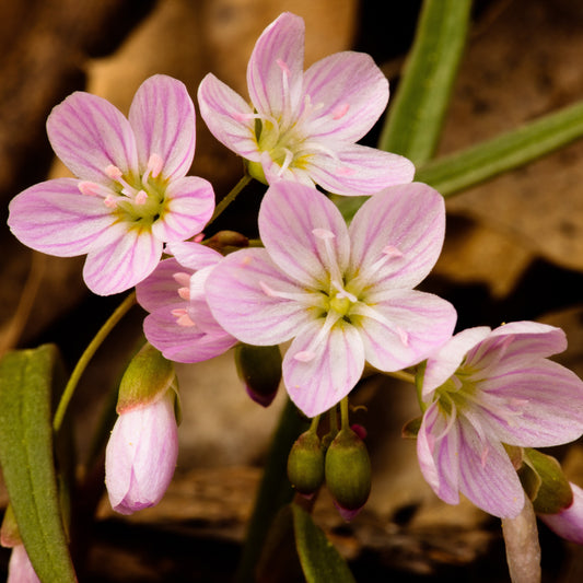 Claytonia virginica 3.25"