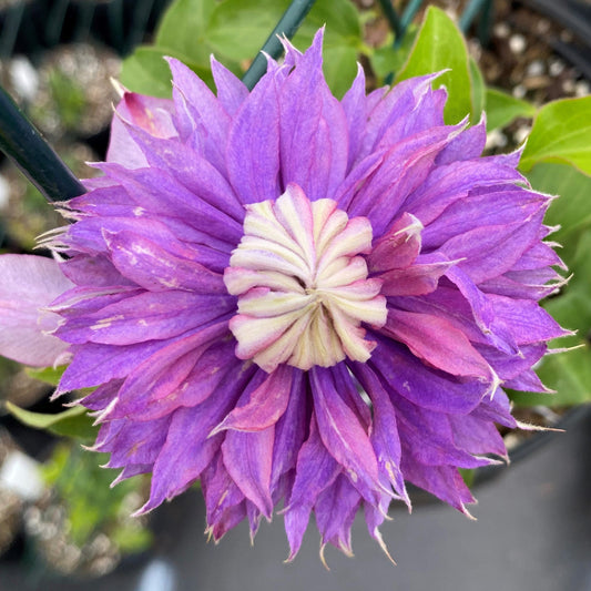 Clematis x Diamantina 1G