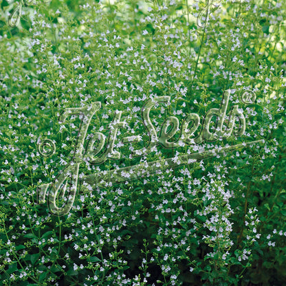 Calamintha nepeta ssp. nepeta White Cloud 1Q