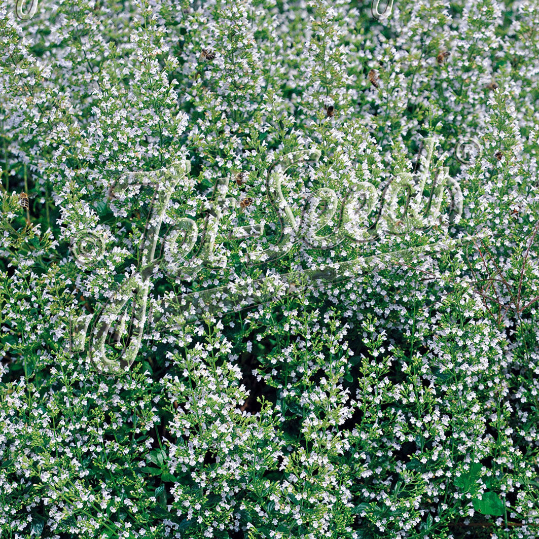 Calamintha nepeta ssp. nepeta White Cloud 1Q