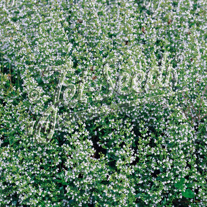 Calamintha nepeta ssp. nepeta White Cloud 1Q