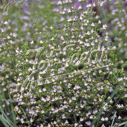 Calamintha nepeta ssp. nepeta Blue Cloud 1Q