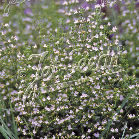 Calamintha nepeta ssp. nepeta Blue Cloud 1Q