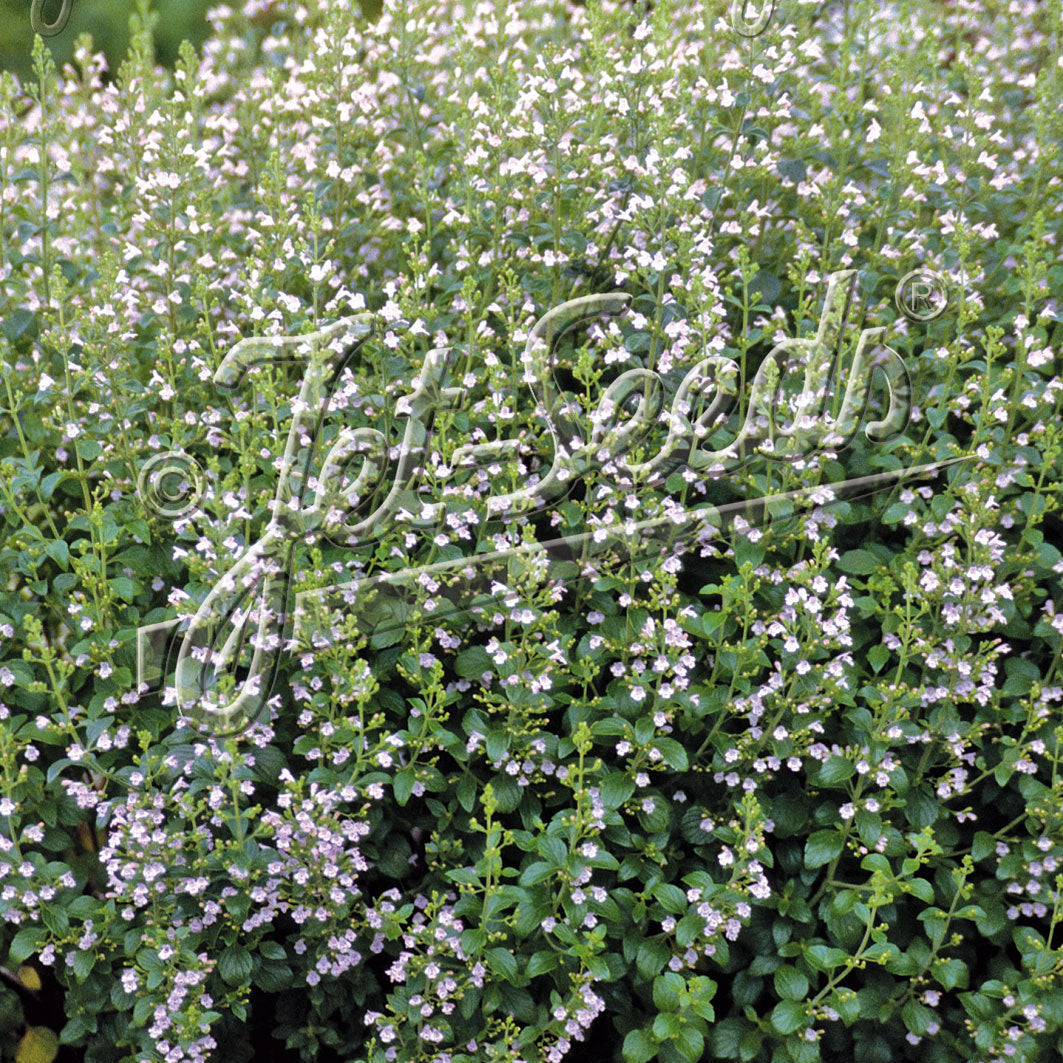 Calamintha nepeta ssp. nepeta Blue Cloud 1Q