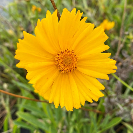 Coreopsis lanceolata 1Q
