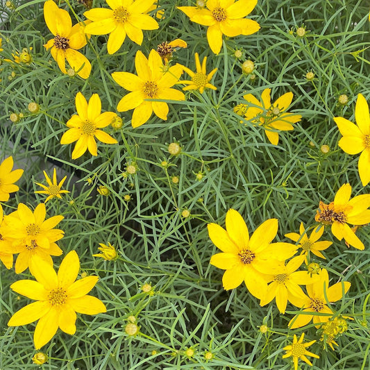 Coreopsis verticillata Zagreb 1G