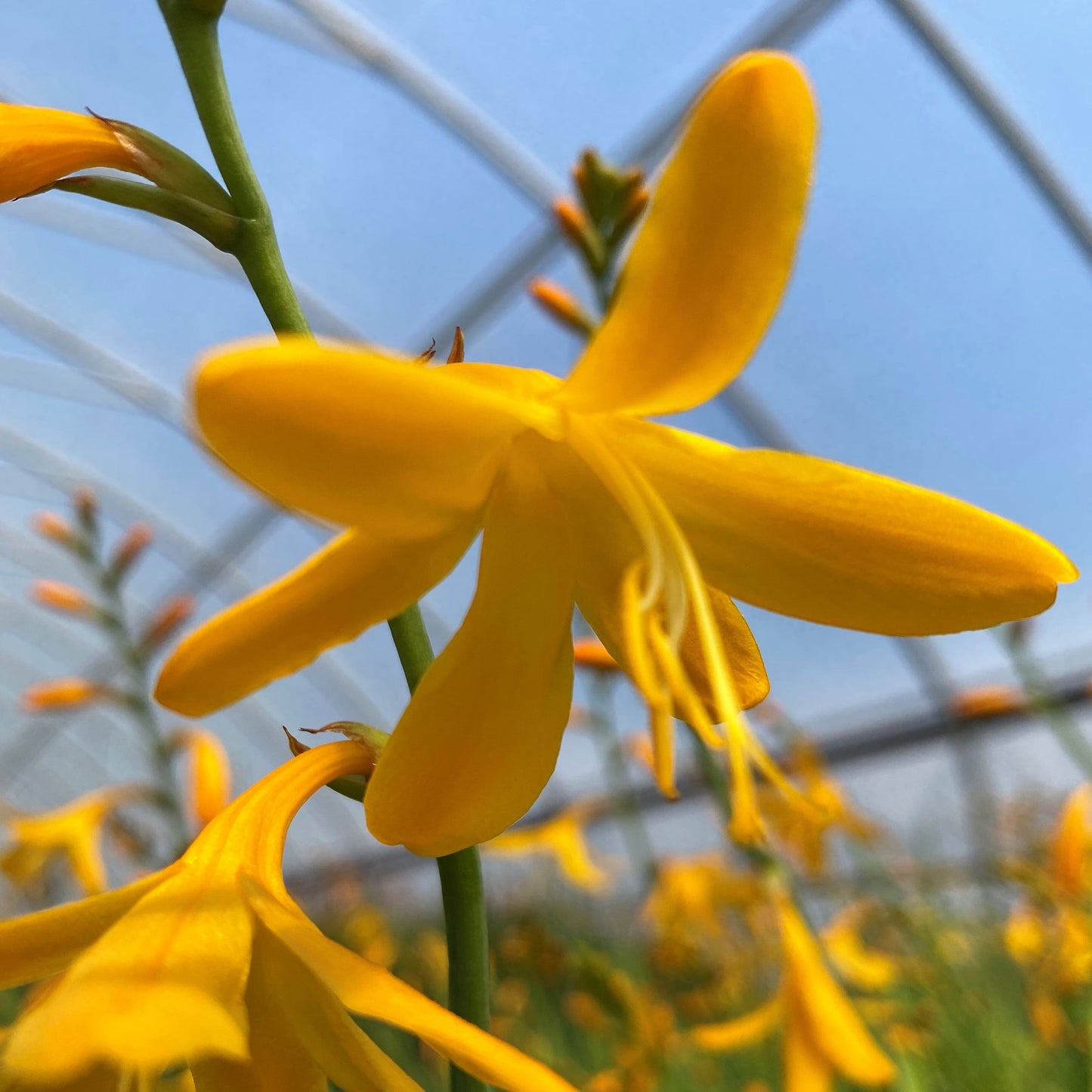 Crocosmia x Norwich Canary 1Q