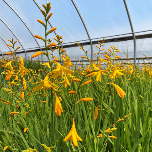 Crocosmia x Norwich Canary 1Q