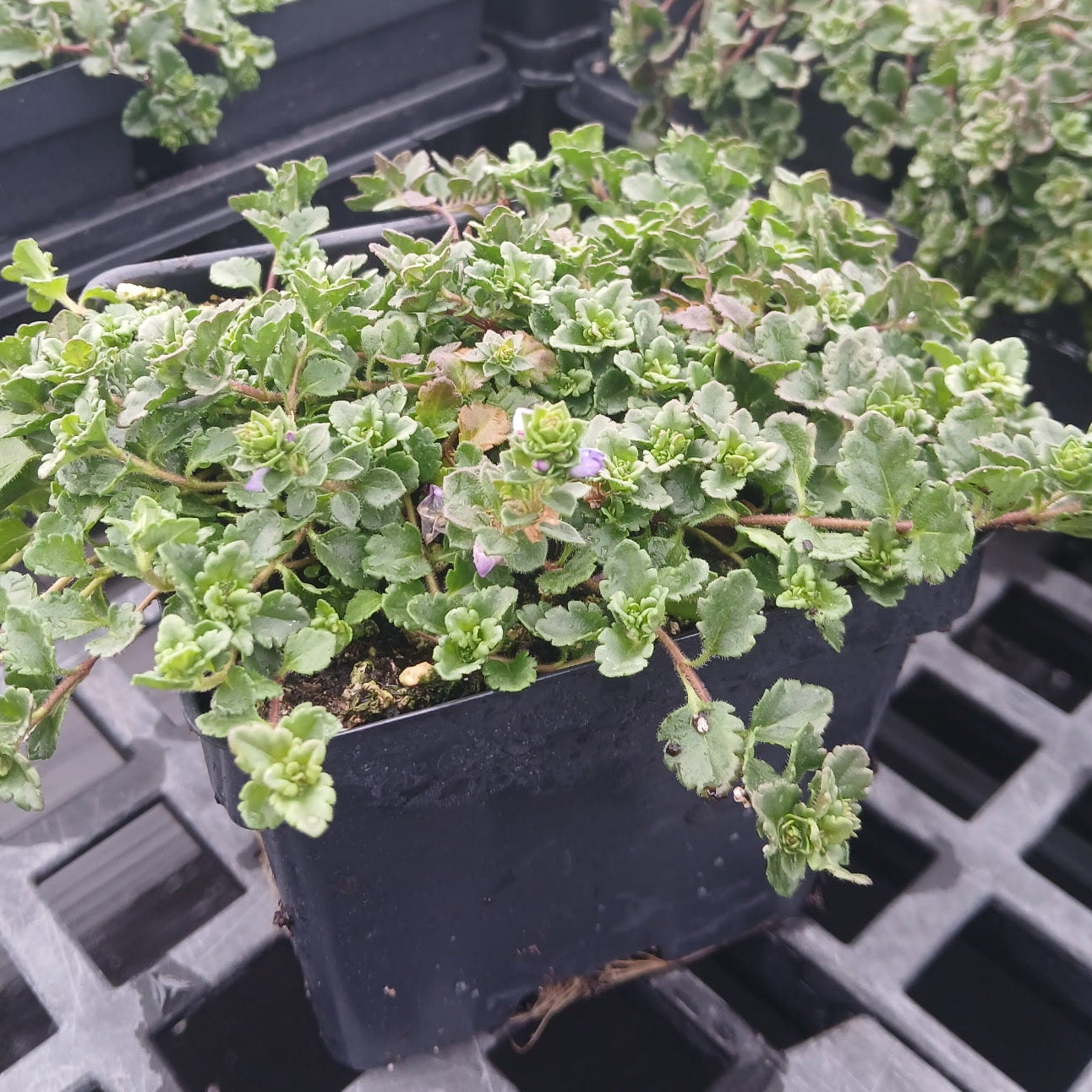 Veronica Crystal Rivers 1Q