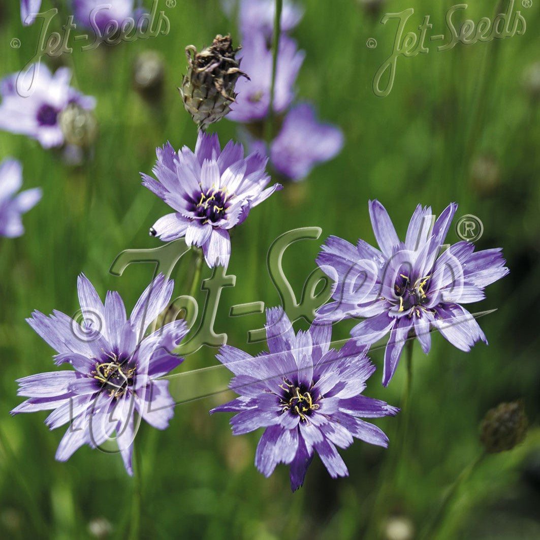 Catananche caerulea Cupids Dart 1Q
