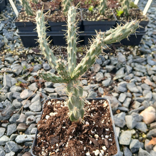 Cylindropuntia viridiflora 1Q