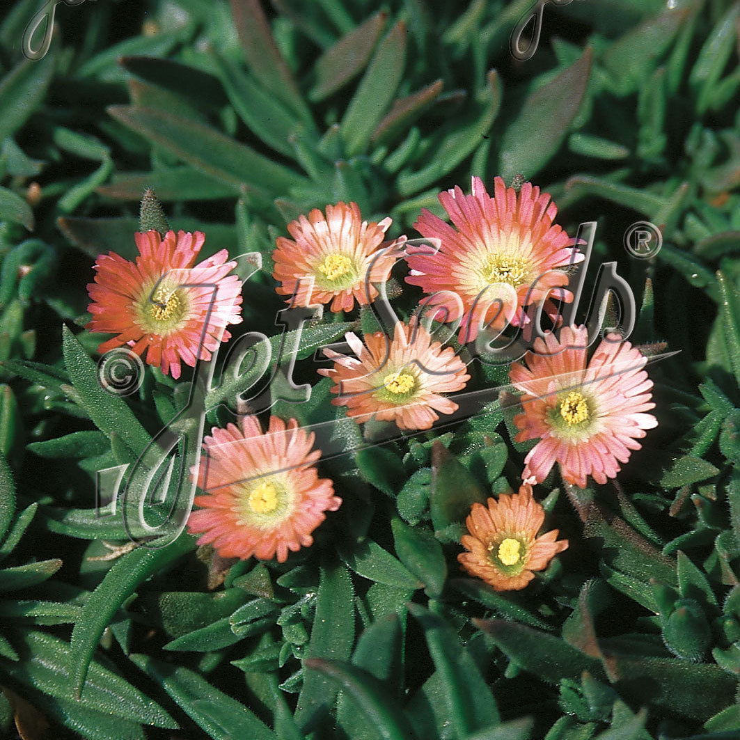 Delosperma sutherlandii Peach Star 1Q