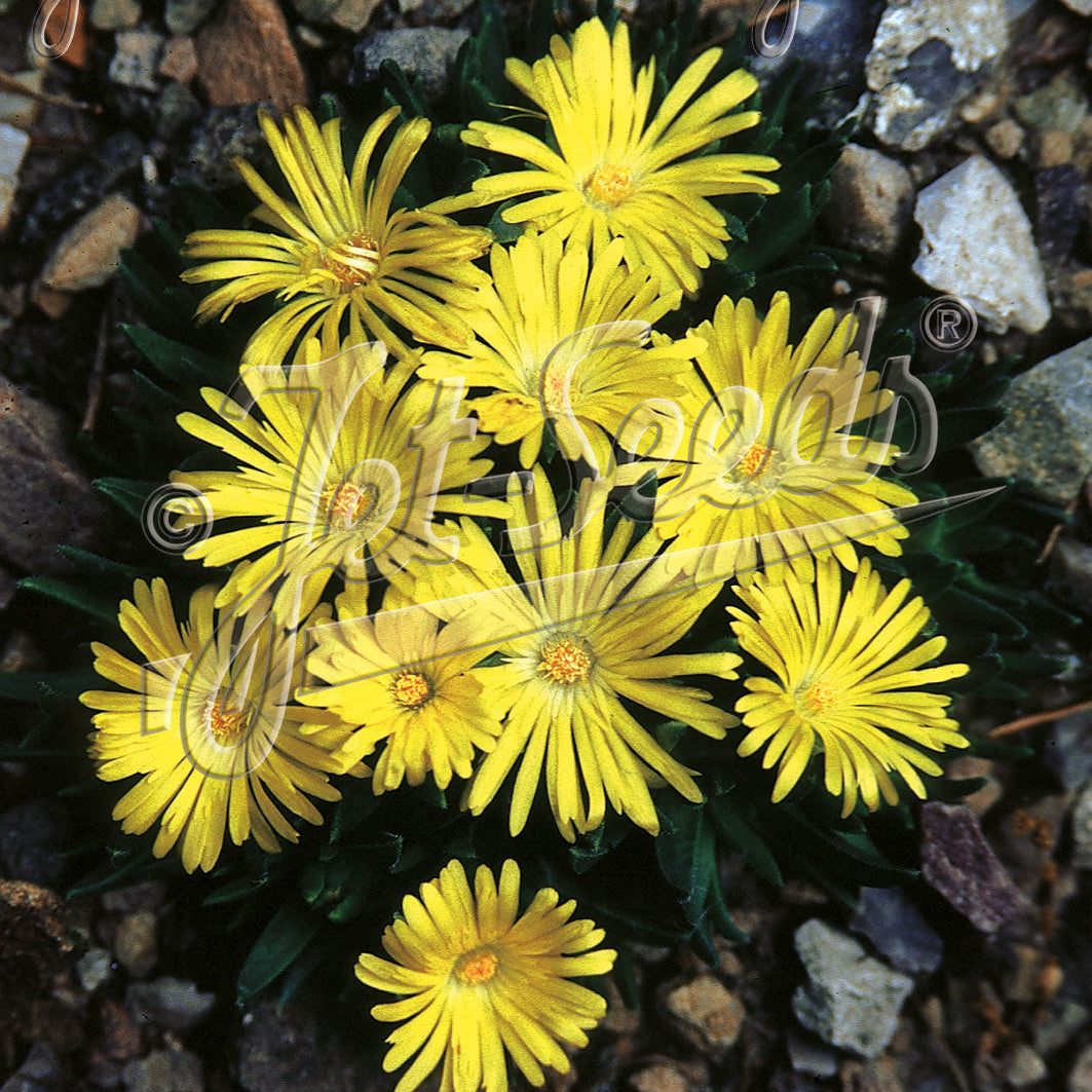 Delosperma congestum Gold Nugget 1Q