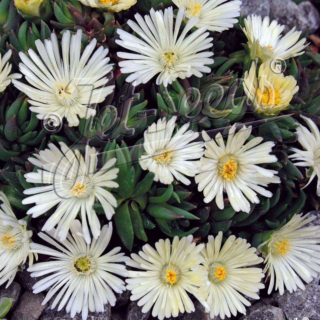 Delosperma congestum White Nugget 3.25"