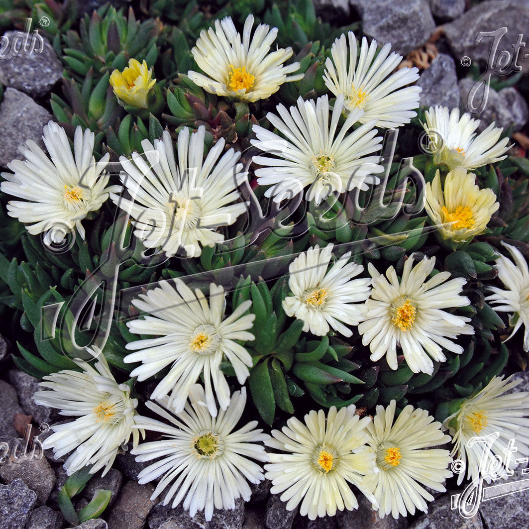 Delosperma congestum White Nugget 3.25"