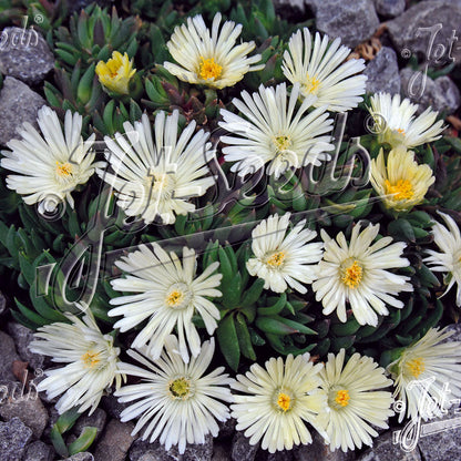 Delosperma congestum White Nugget 3.25"