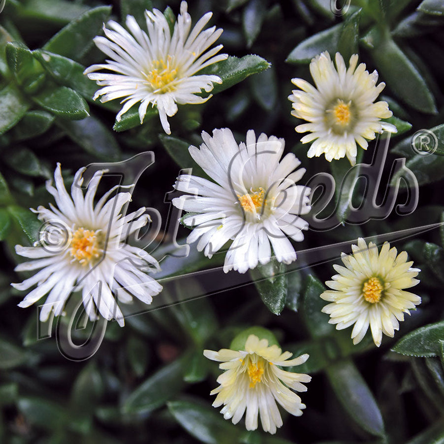 Delosperma congestum White Nugget 3.25"