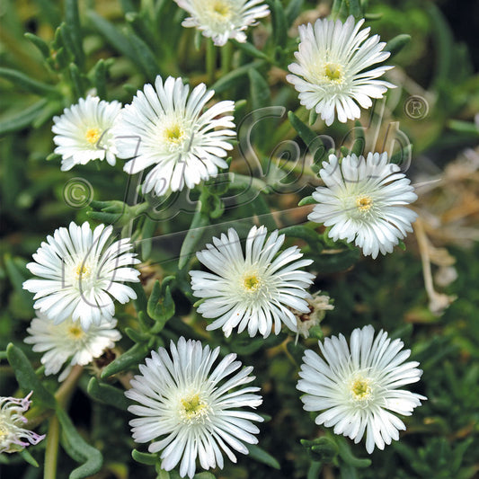 Delosperma floribundum Album 1Q