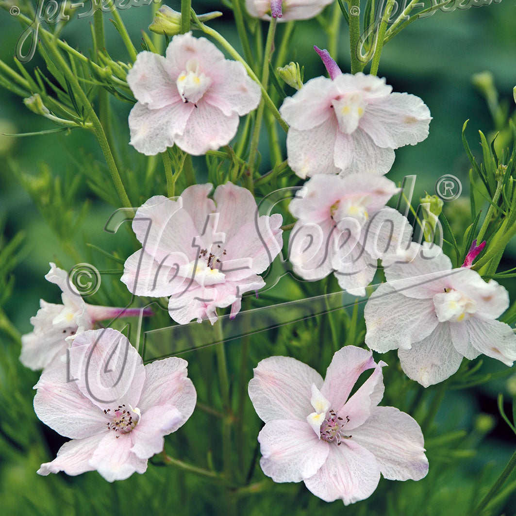 Delphinium grandiflorum Rose Butterfly 1Q